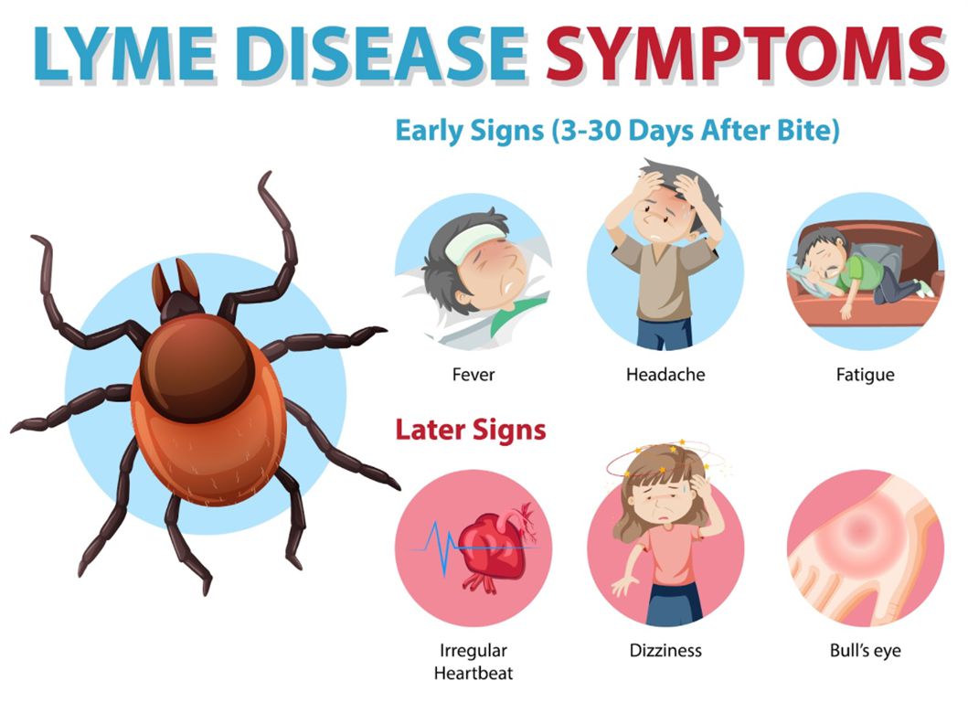 lyme disease symptoms